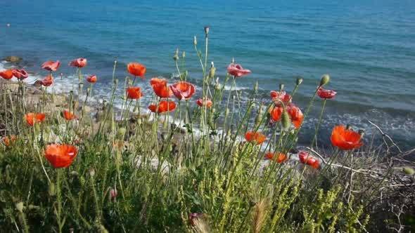 Poppy Flowers At Sea Coastline