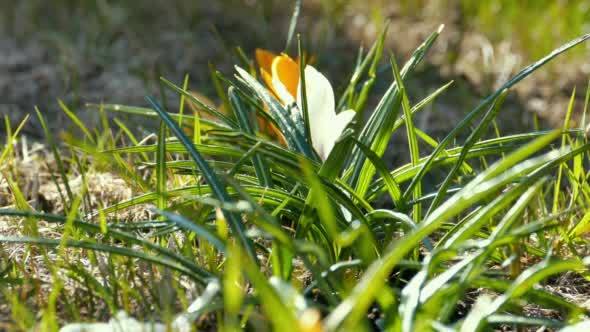 First Crocus Flowers in Spring