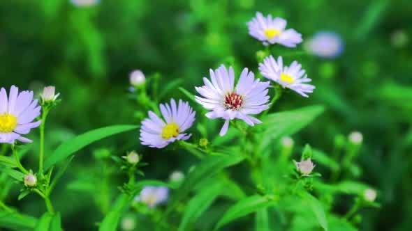 Pastel Violet Aster Flowers On Green Meadow