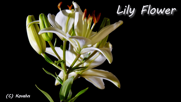Opening White Lily Flower
