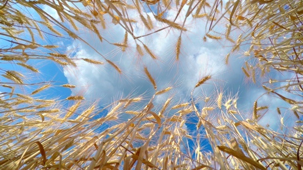 Fast Clouds over Golden Wheat
