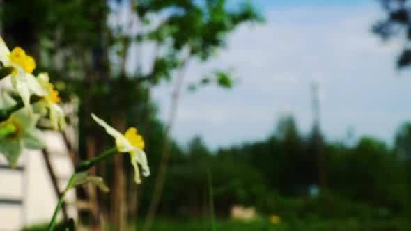 Tender White Narcissus Flowers in Grass