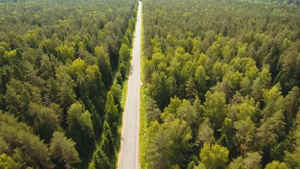 Highway Among the Forest.