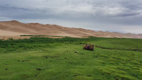 Camel and Sand Dunes in Gobi Desert