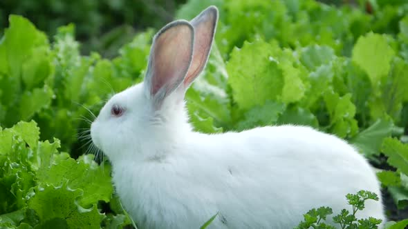 Little Funny Rabbit on the Field in Summer