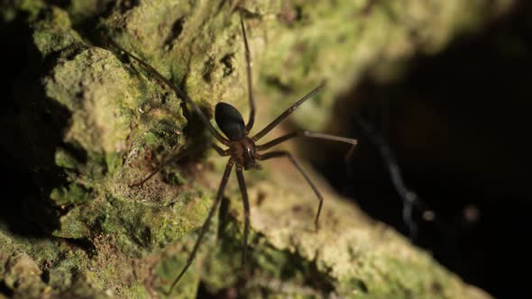 Recluse spider (Loxosceles) also known as brown spider (aranha marrom),violin spider on rocky surfac