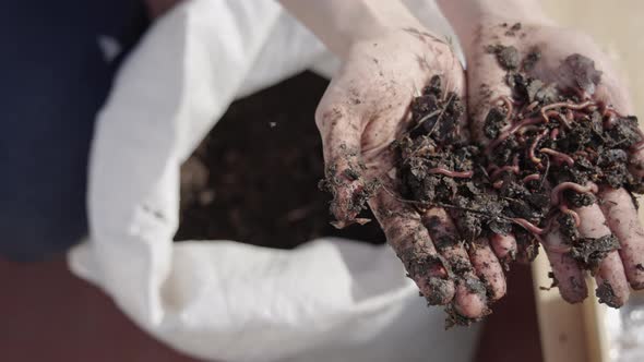 Worm humus in the hands of a farmer