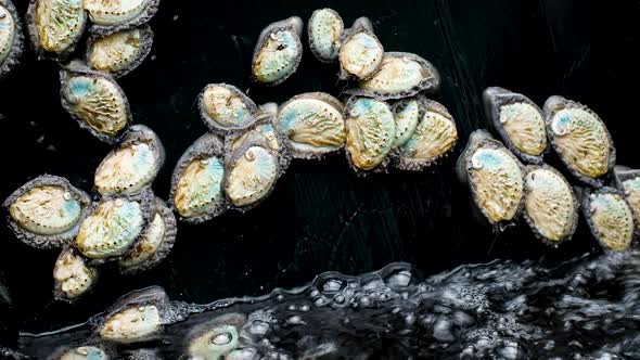 Young South African abalone very mobile in aerated tank; marine snail