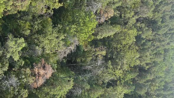 Vertical Video Aerial View of Trees in the Forest