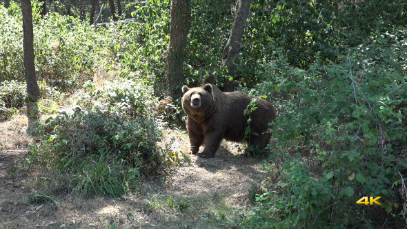 Giant Bear in Natural Environment Forest (3 Clips)