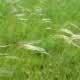 Field of Feather Grass - VideoHive Item for Sale