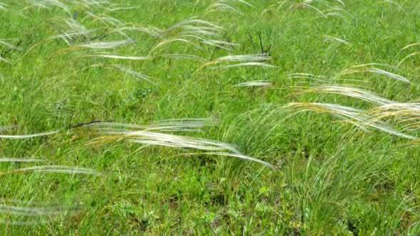 Field of Feather Grass