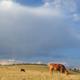 Colorado Cows and Livestock Grazing - VideoHive Item for Sale