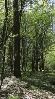 Vertical Video of Green Forest During the Day