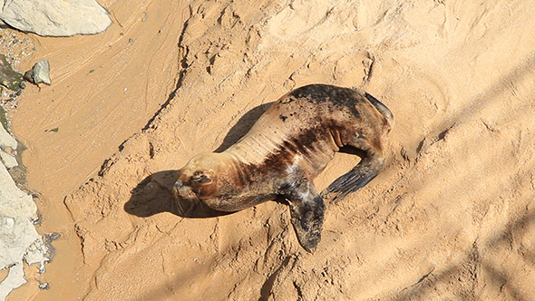 Sea Lion on the Beach 3