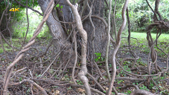 Tree Roots in Swamp Forest (2 Clips)