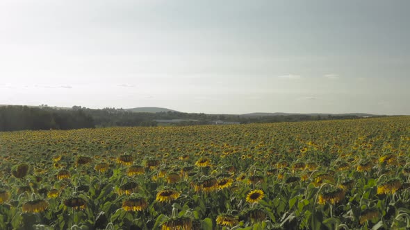 Pushing in over dense Sunflowers blossoming in field