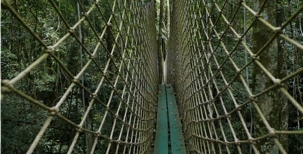 Bridge Through The Forest
