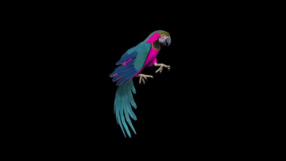 Parrot Idle