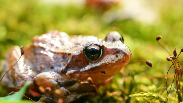 Little Frog Sitting In Moss