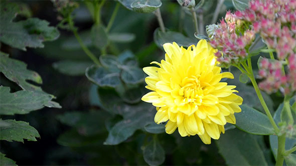 Yellow Autumn Flower Among Green Leaves