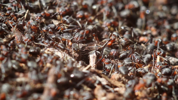 Ants Building Anthill