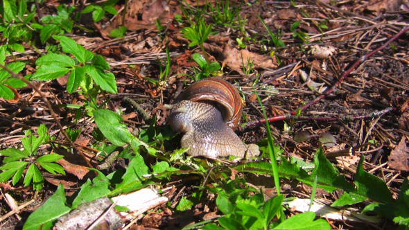 Snail Eat Grass