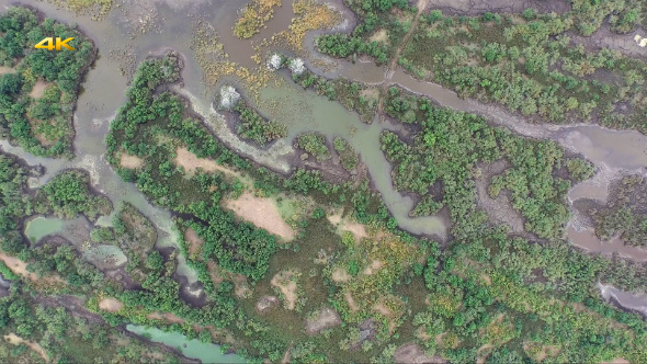 Aerial Flying Over Swamp Forests