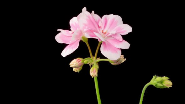Time Lapse of Opening Pink Geranium ( Pelargonium ) Flower