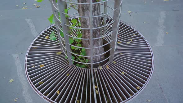 Barrel Grille Around Tree with Stem Grows From Under Asphalt