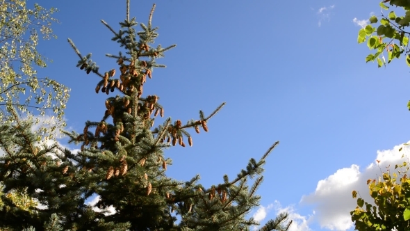 The Tops Of Spruce Against  Blue Sky