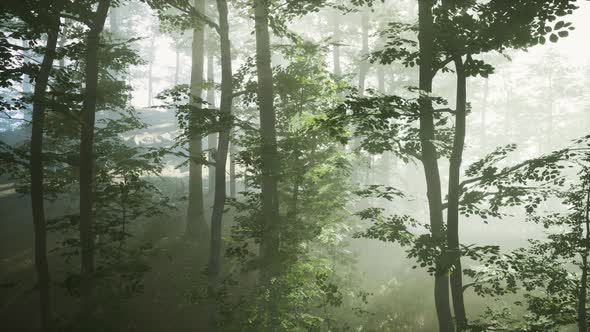 Panoramic View of the Majestic Forest in a Morning Fog