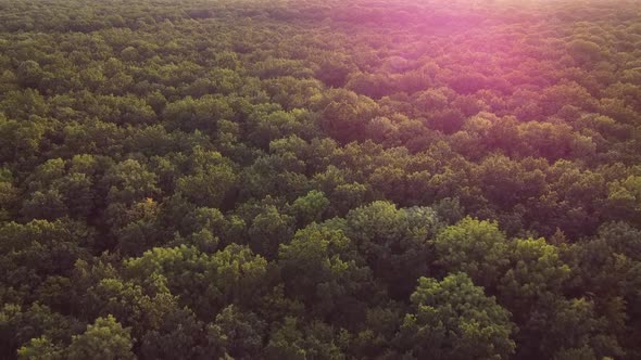 Flying Over a Dense Mixed Forest the Evening Sun Shines Into the Camera Lens the Brilliance of the