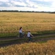 Girl with a Guy Riding a Bike Along a Wheat Field - VideoHive Item for Sale