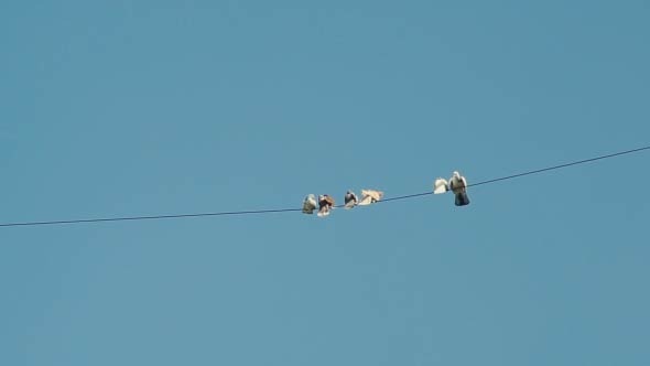 Doves Resting On Electricity Cable 