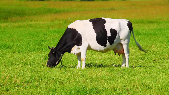 Cow Eats Grass