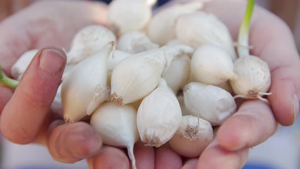 Child Hands With Seedlings