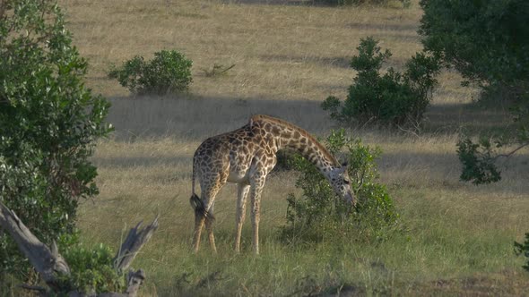 Maasai giraffe eating and walking