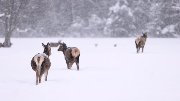 elk herd walking in super slomo snowstorm