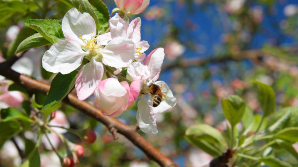 Bee On Flowers Of Apple
