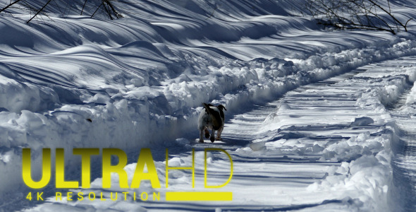 Dog Running on Snowy Path 2