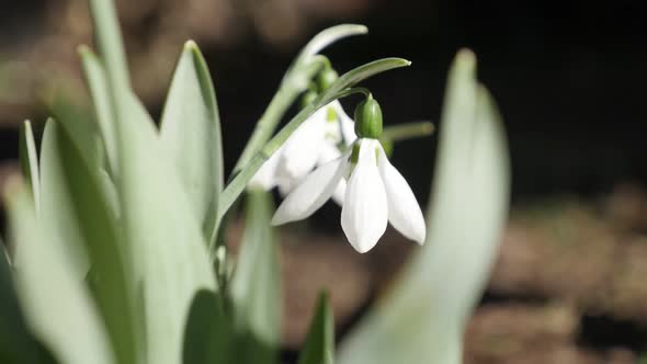 Slow motion of first spring sign white common snowdrop  1920X1080 HD footage - Galanthus nivalis blo