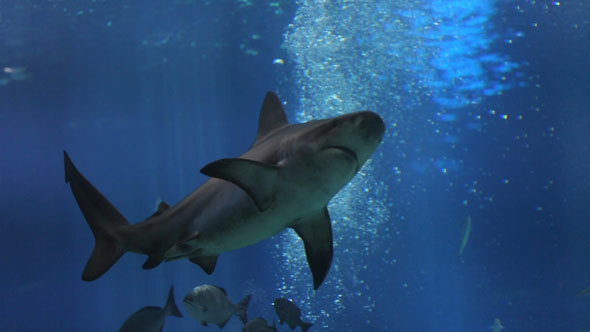 Reef Shark Swims