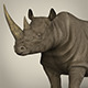Realistic Rhinoceros - 3DOcean Item for Sale