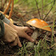 Mushrooming Orange-Cap Boletus - VideoHive Item for Sale
