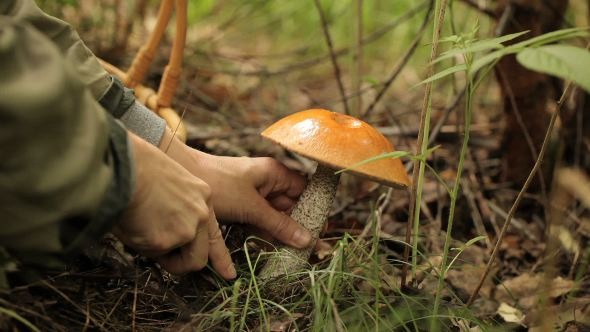 Mushrooming Orange-Cap Boletus