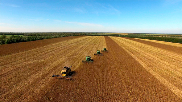 Four Combines Harvest Sunflower alt