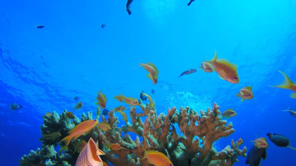 Blue Sea Water Surface Underwater