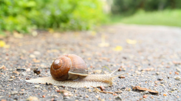 Snail Crawling On The Road