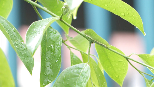 Green Caterpillar On Ylang-Ylang Twig 